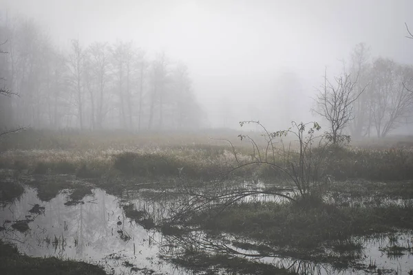 Una Hermosa Vista Bosque Con Muchos Árboles Niebla —  Fotos de Stock