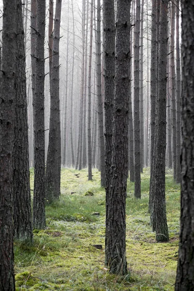 Vertikal Bild Vacker Skog Med Många Träd — Stockfoto