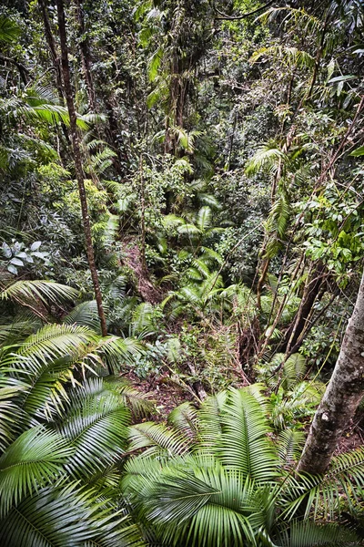 Lush Rain Forest View Kuranda Tropical North Queensland Australia — Stockfoto