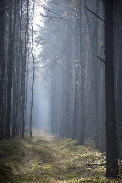 Plan Vertical Une Belle Forêt Avec Nombreux Arbres — Photo