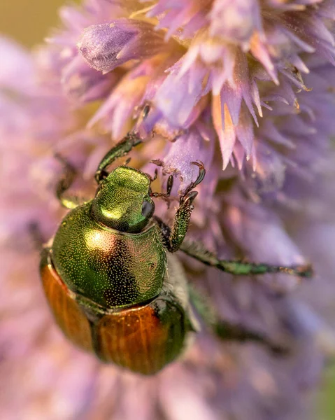 Colpo Verticale Impollinazione Del Giardino Del Coleottero Giapponese — Foto Stock