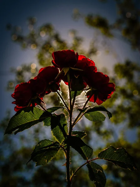 Plan Vertical Dramatique Roses Rouges — Photo