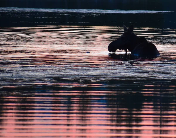 Moose Swimming Lake Rocky Mountain National Park Colorado Sunrise — Foto de Stock