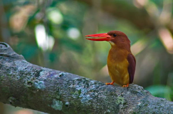 Tayland Güzel Kingfisher Koleksiyonu Balık Yakalayıp Tünemiş — Stok fotoğraf