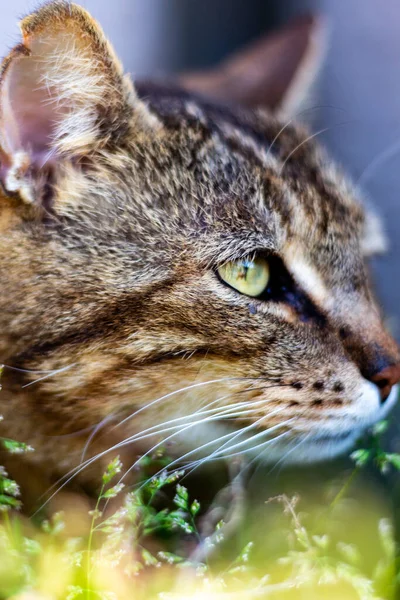 草の中の美しい猫は — ストック写真