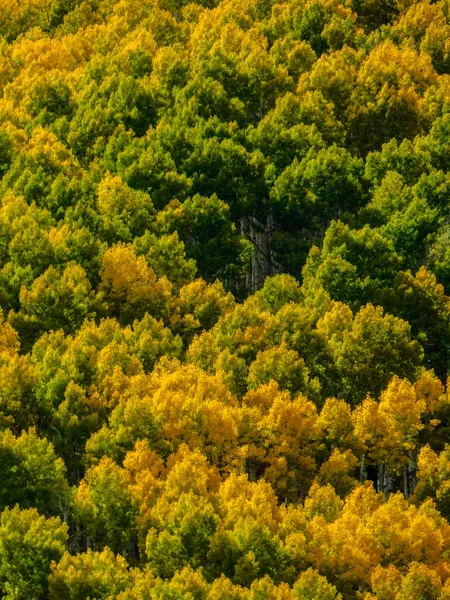 Vertical Shot Green Yellow Autumn Aspen Trees Wasatch Mountains — Stock Photo, Image