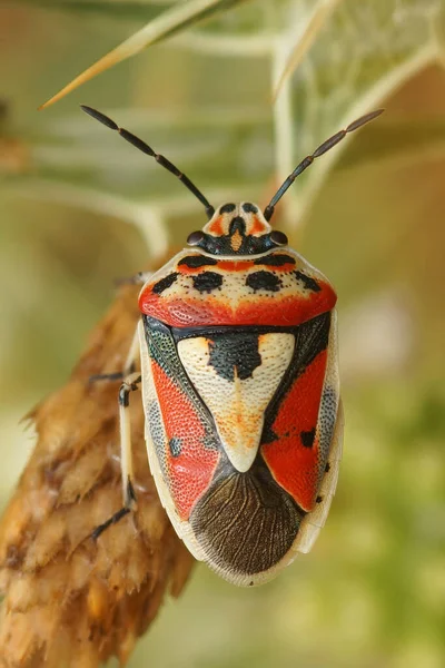 Vertikal Närbild Den Färgglada Kål Bugg Eurydema Ornata Från Gard — Stockfoto