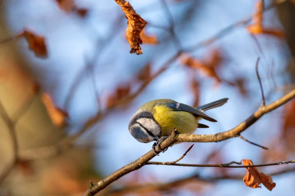 Bird Photography Eurasian Blue Tit Cyanistes Caeruleus Passerine Sits Branch — Stok fotoğraf