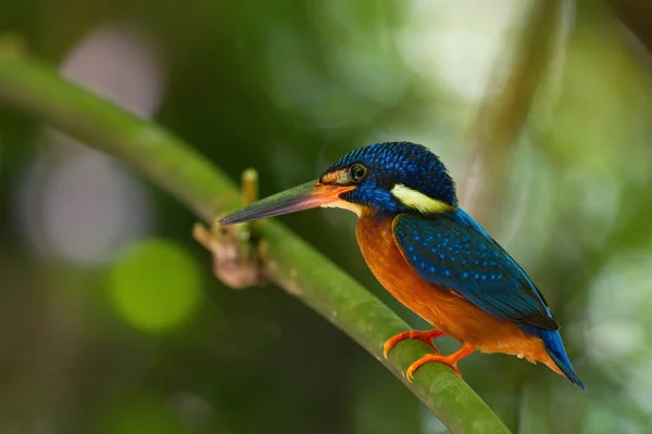 Красивая Коллекция Kingfisher Thailand Ловящая Рыбу Окуня — стоковое фото