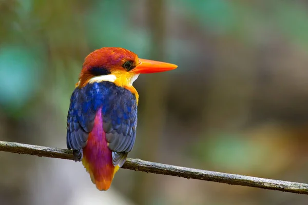 Tayland Güzel Kingfisher Koleksiyonu Balık Yakalayıp Tünemiş — Stok fotoğraf