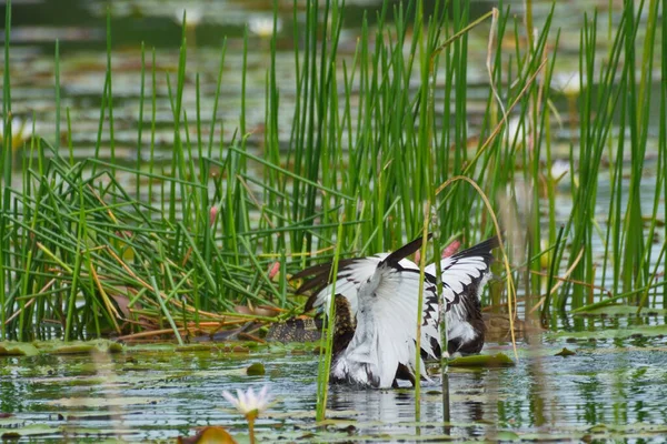 Faisan Queue Oiseaux Jacana Ailés Bronze — Photo