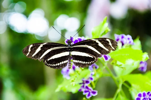 Shallow Focus Beautiful Zebra Butterfly Heliconius Charithonia Green Leaves Garden — Stock Photo, Image