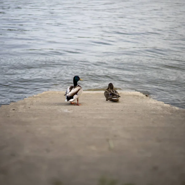 Две Утки Малларда Каменной Лестнице Ведущей Спокойному Озеру — стоковое фото