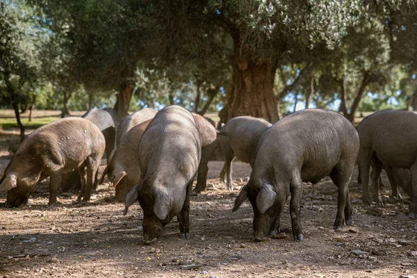 Iberian Pigs Eating Farm Holm Oak Trees — Stock Fotó