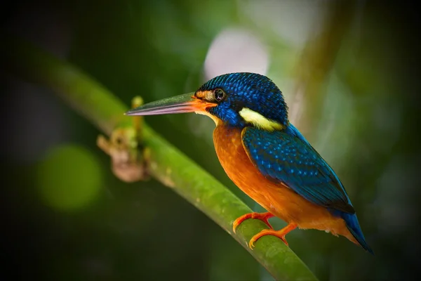 Tayland Güzel Kingfisher Koleksiyonu Balık Yakalayıp Tünemiş — Stok fotoğraf