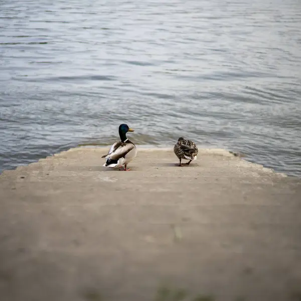 两个野鸭在石阶上通向平静的湖面 — 图库照片