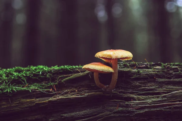 Champignons Sur Bois Dans Une Forêt — Photo