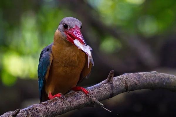 Tayland Güzel Kingfisher Koleksiyonu Balık Yakalayıp Tünemiş — Stok fotoğraf