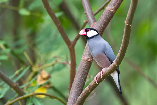 Красивая Птица Воробей Java Дикой Природе Сидящая Ветке — стоковое фото