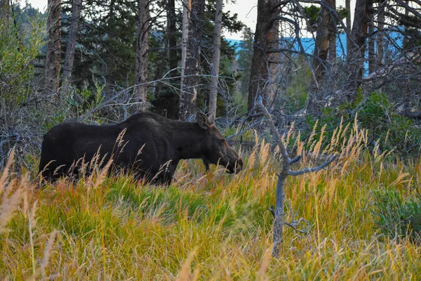 Moose Walking Thr Rocky Mountain National Park Colorado — Stock fotografie