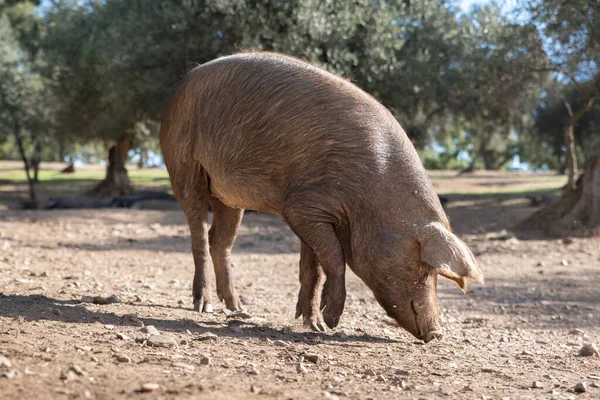 Cerdo Ibérico Comiendo Granja Bajo Los Encinares — Foto de Stock