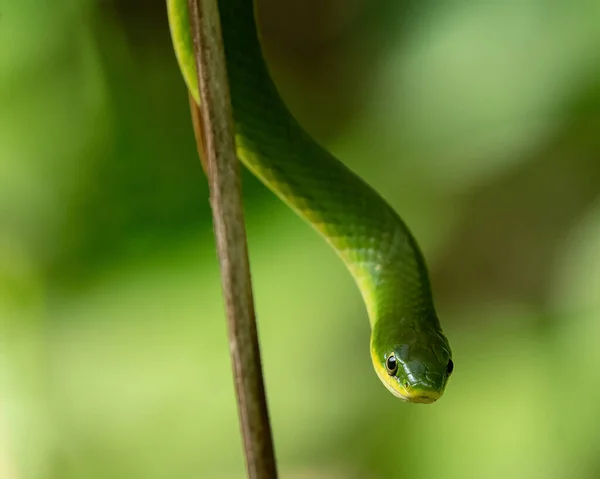 Nahaufnahme Einer Kleinen Grünen Schlange — Stockfoto