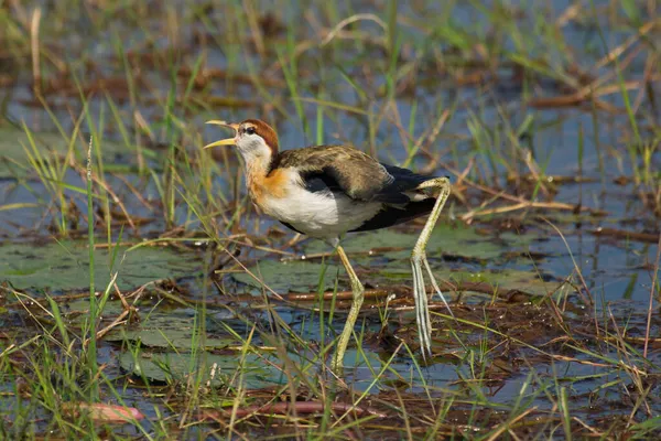 Faisán Cola Aves Jacana Aladas Bronce —  Fotos de Stock