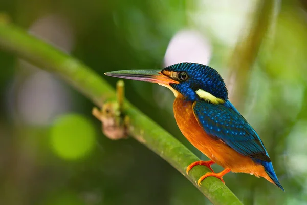 Belle Collection Kingfisher Thailand Attraper Des Poissons Perché — Photo