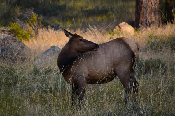 Elk Walking Grasses Rocky Mountain National Park Colorado — Zdjęcie stockowe
