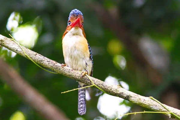 Mooie Ijsvogel Van Thailand Collectie Vangen Van Vis Neergestreken — Stockfoto