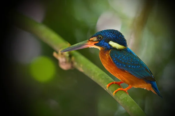 Tayland Güzel Kingfisher Koleksiyonu Balık Yakalayıp Tünemiş — Stok fotoğraf