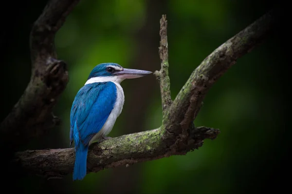 Hermoso Kingfisher Tailandia Colección Captura Peces Encaramado — Foto de Stock