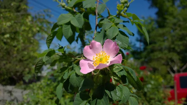 Eine Niedrige Winkelaufnahme Der Blühenden Rosa Rose — Stockfoto