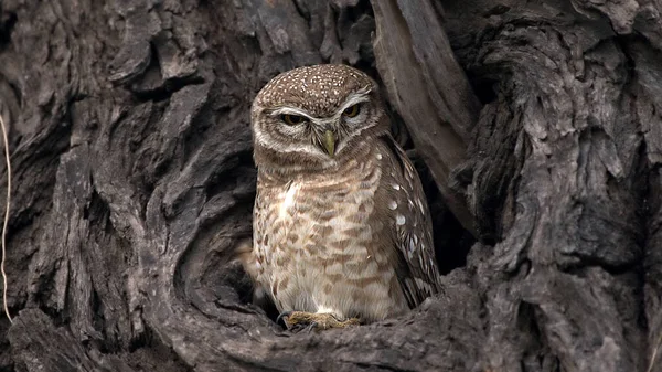 Een Close Shot Van Een Uil Een Boomstam — Stockfoto