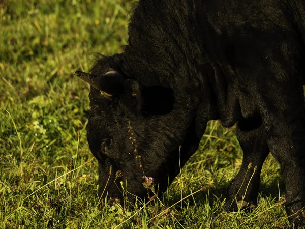 Closeup Shot Cow Grazing Grass Farm — Stock Photo, Image