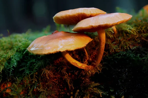 森の中の苔のキノコ — ストック写真