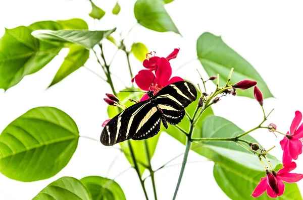 Foco Raso Heliconius Charithonia Zebra Butterfly Folhas Verdes Jardim — Fotografia de Stock