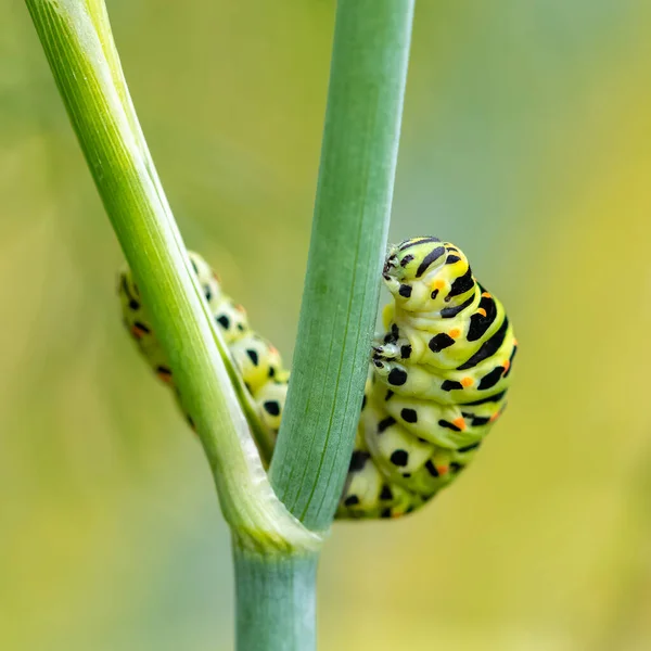 Gąsienica Starego Świata Jaskółka Papilio Machaon Łodydze Kopru Włoskiego — Zdjęcie stockowe