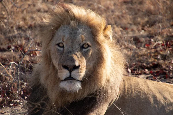 Λιοντάρι Βασιλιά Της Σαβάνας Ξημέρωμα Νωρίς Πρωί Στο Bushveld Της — Φωτογραφία Αρχείου