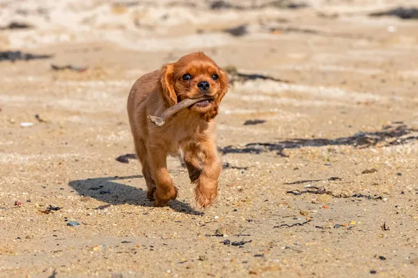 Seekor Anjing Pelacak Raja Charles Anak Anjing Ruby Berjalan Pantai — Stok Foto