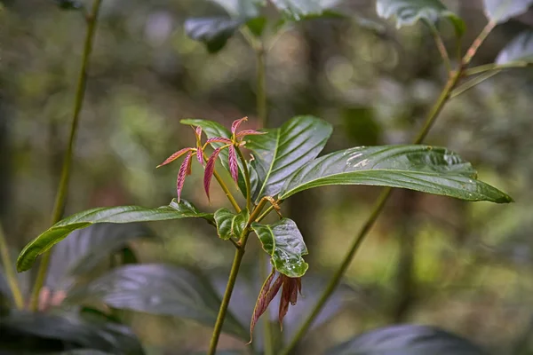Planta Selva Tropical Cerca Kuranda Queensland Australia — Foto de Stock