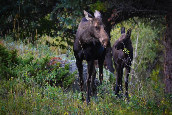 Mother Baby Moose Walking Rocky Mountain National Park Colorado — Stock Photo, Image