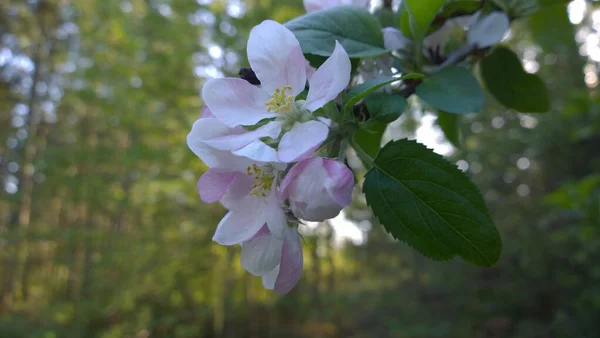 開花したリンゴの木のクローズアップショット — ストック写真