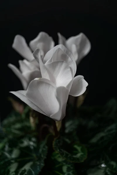 Plante Ornementale Naturelle Pot Isolée Sur Fond Noir — Photo