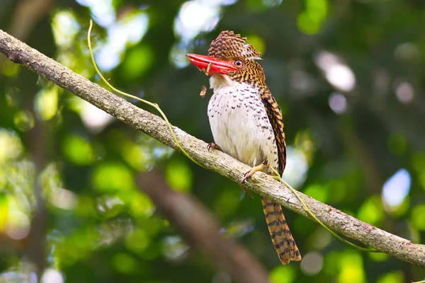 Hermoso Kingfisher Tailandia Colección Captura Peces Encaramado — Foto de Stock