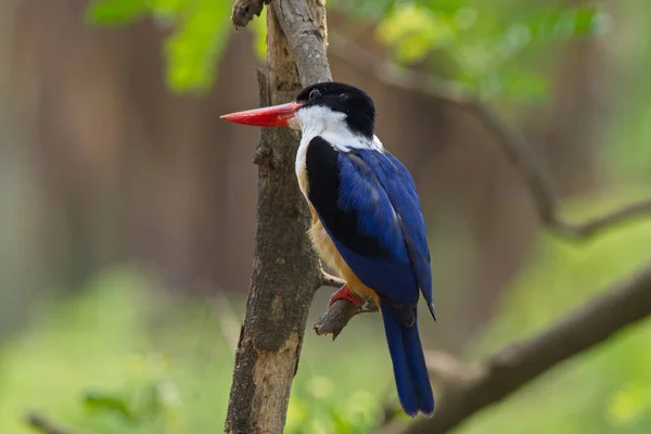 Όμορφη Kingfisher Της Ταϊλάνδης Συλλογή Αλίευση Ψαριών Και Σκαρφαλωμένο — Φωτογραφία Αρχείου