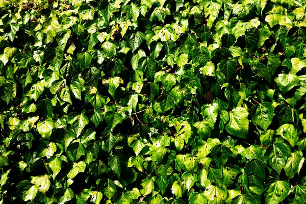 Background Wall Creeper Plants Green Leaves Pattern Texture Background Ecology — Stock Photo, Image