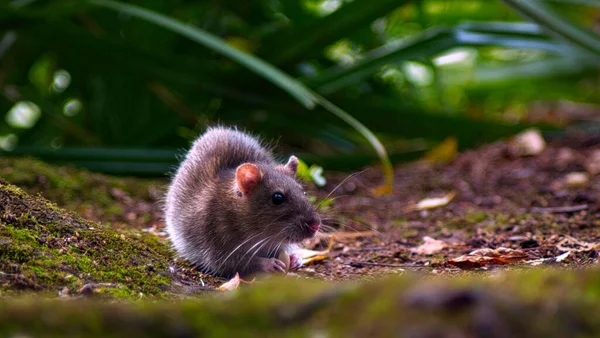 森の中の苔の上を歩く茶色いネズミ — ストック写真