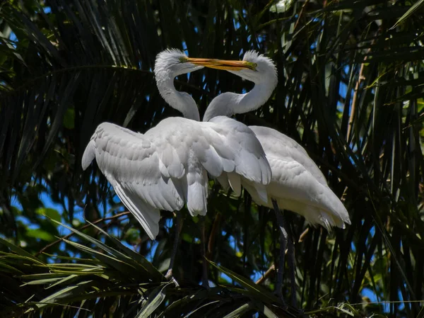 Pair Great Egret Ardea Alba Lago Regatas Public Park Buenos —  Fotos de Stock