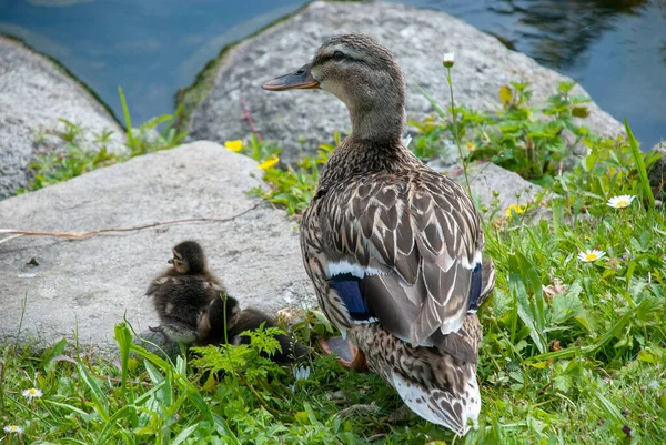 Pato Fêmea Com Patinhos Grama Verde — Fotografia de Stock